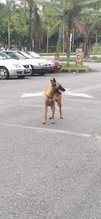 Belgian Malinois Found At Puchong (V) - Belgian Shepherd Malinois Dog