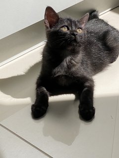 Drogo - Domestic Short Hair Cat