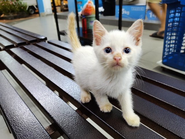 Ice - Domestic Short Hair Cat