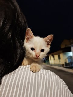 Ice - Domestic Short Hair Cat