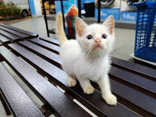 Ice - Domestic Short Hair Cat