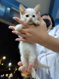 Ice - Domestic Short Hair Cat