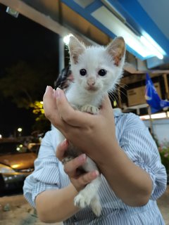 Ice - Domestic Short Hair Cat