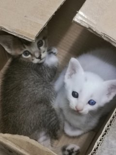 Little White - Domestic Medium Hair Cat