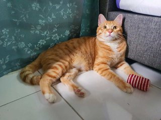 Mango - Domestic Short Hair Cat