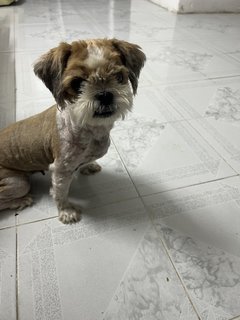 Unknown - Shih Tzu Dog