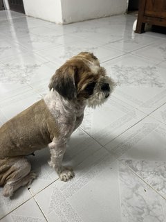 Unknown - Shih Tzu Dog