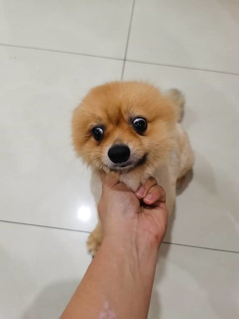 Lucus - Pomeranian Dog