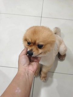 Lucus - Pomeranian Dog