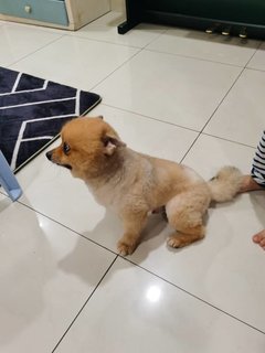 Lucus - Pomeranian Dog