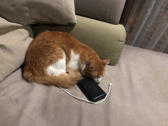 Boba - Domestic Long Hair Cat