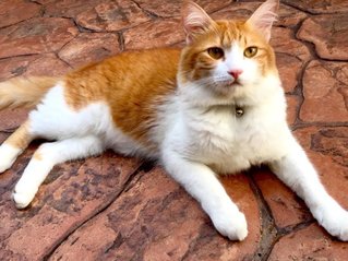 Boba - Domestic Long Hair Cat