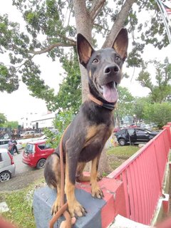 Bear Bear - Australian Kelpie Mix Dog