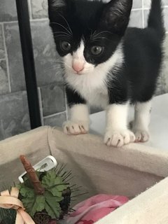 Teddy  - Domestic Short Hair + Tuxedo Cat