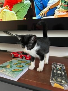 Teddy  - Domestic Short Hair + Tuxedo Cat