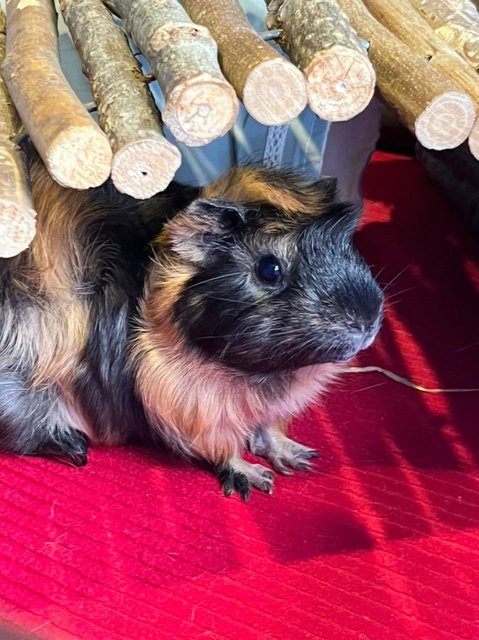 Brownie - Guinea Pig Small & Furry