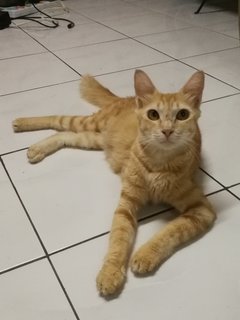 Cat-gracie - Maine Coon + Domestic Medium Hair Cat