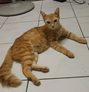 Cat-gracie - Maine Coon + Domestic Medium Hair Cat
