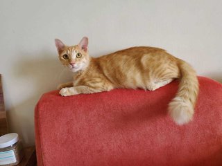 Cat-gracie - Maine Coon + Domestic Medium Hair Cat