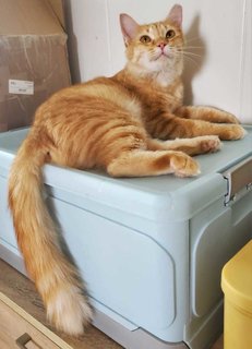 Cat-gracie - Maine Coon + Domestic Medium Hair Cat