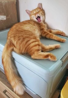 Cat-gracie - Maine Coon + Domestic Medium Hair Cat