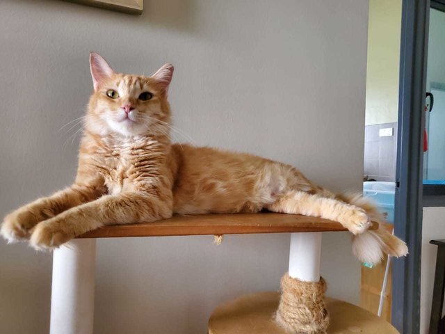 Cat-gracie - Maine Coon + Domestic Medium Hair Cat