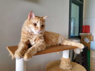Cat-gracie - Maine Coon + Domestic Medium Hair Cat
