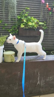 Yukii (Nickname Baby) - Domestic Short Hair Cat