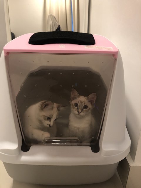 Mochi &amp; Sushi - Siamese Cat