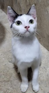 Clover - Domestic Short Hair Cat