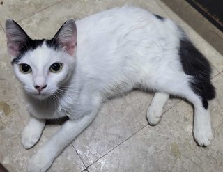 Clover - Domestic Short Hair Cat