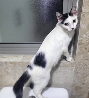 Clover - Domestic Short Hair Cat