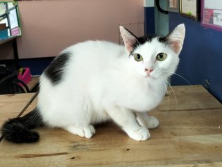 Clover - Domestic Short Hair Cat