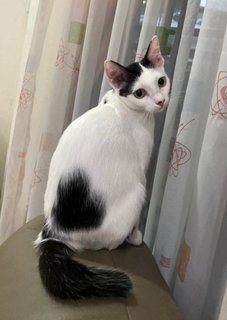 Clover - Domestic Short Hair Cat