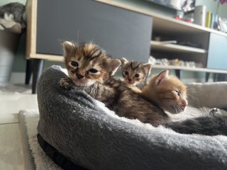 Ginger  - Domestic Medium Hair + Domestic Long Hair Cat