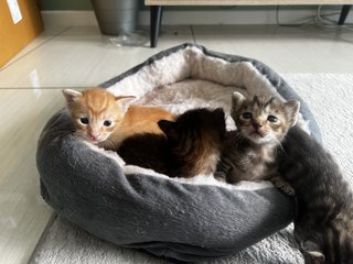 Ginger  - Domestic Medium Hair + Domestic Long Hair Cat