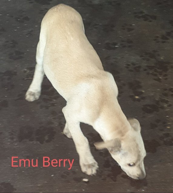 Emu Berry - Mixed Breed Dog