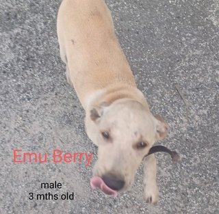 Emu Berry - Mixed Breed Dog