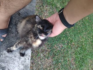 Mama - Tortoiseshell Cat