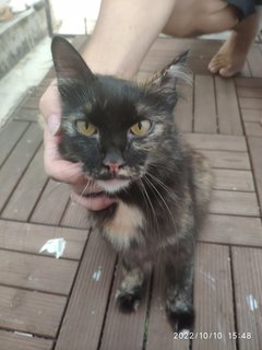 Mama - Tortoiseshell Cat