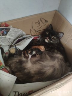 Mama - Tortoiseshell Cat