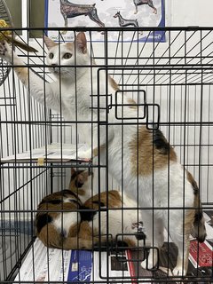 Calico Family - Domestic Short Hair Cat