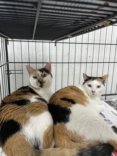 Calico Family - Domestic Short Hair Cat