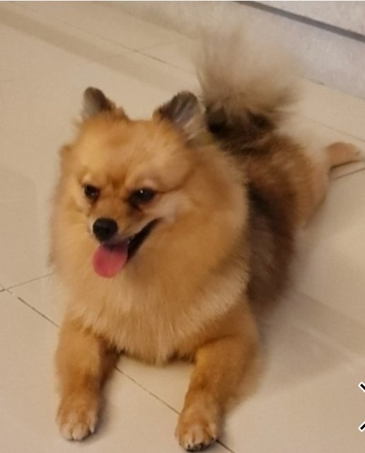 Pom - Pomeranian Dog