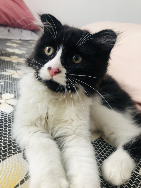 Oreo - Domestic Long Hair + Persian Cat