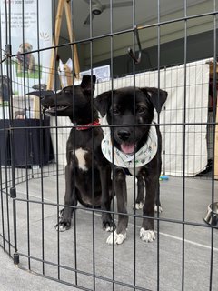 Bubbles &amp; Blossoms - Mixed Breed Dog