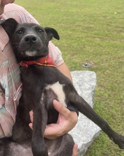 Bubbles N Blossoms - Mixed Breed Dog