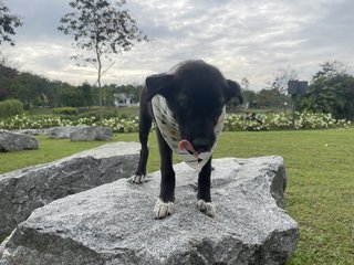 Bubbles N Blossoms - Mixed Breed Dog