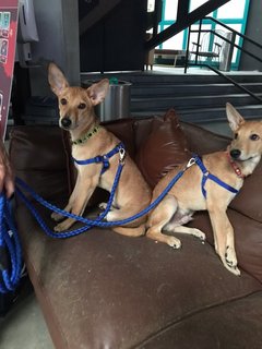 Buddy on the left, with his brother Alfie