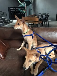 Buddy in the back, with his brother Alfie in the front